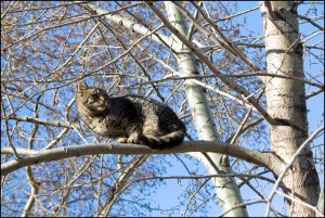 stockvault-cat-in-tree140084