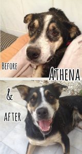 Athena