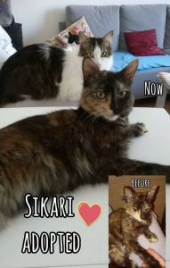 Sikari